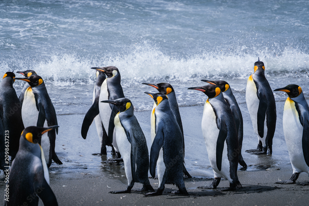 Obraz premium Scenery of the King Penguin Habitat in St Andrew's Bay, South Georgia Islands