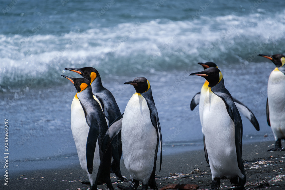 Obraz premium Scenery of the King Penguin Habitat in St Andrew's Bay, South Georgia Islands
