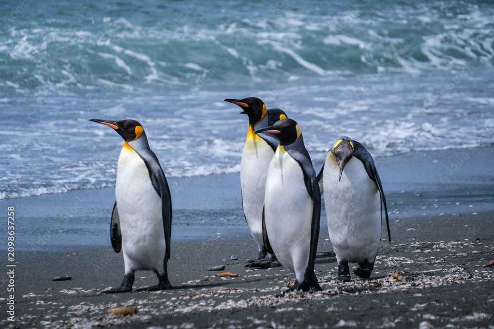 Fototapeta premium Scenery of the King Penguin Habitat in St Andrew's Bay, South Georgia Islands