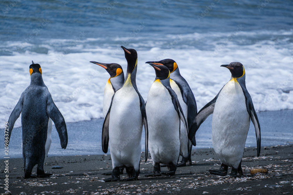 Fototapeta premium Scenery of the King Penguin Habitat in St Andrew's Bay, South Georgia Islands