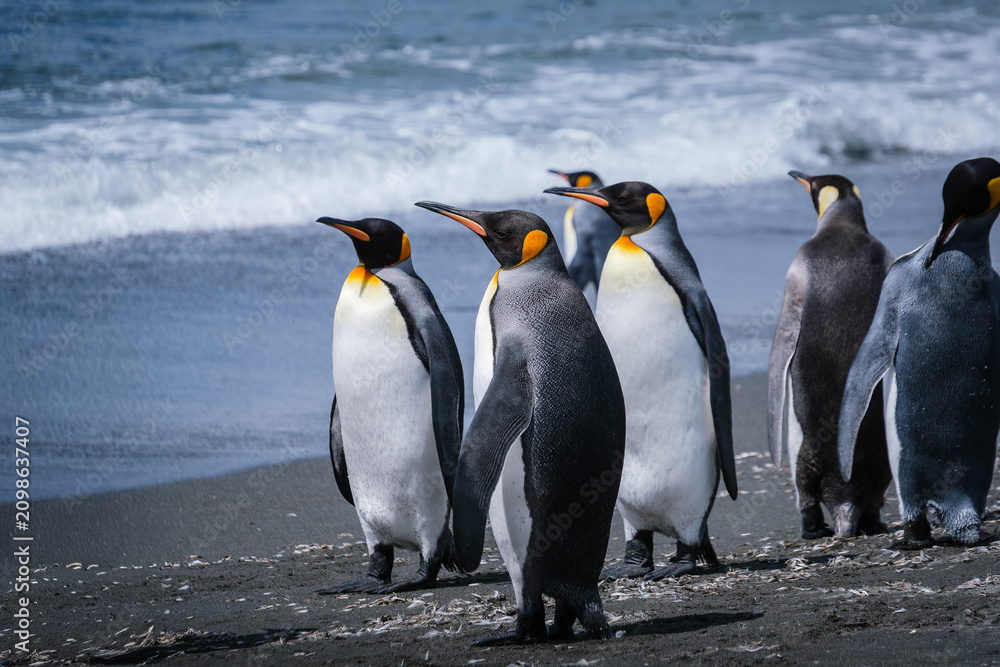 Obraz premium Scenery of the King Penguin Habitat in St Andrew's Bay, South Georgia Islands