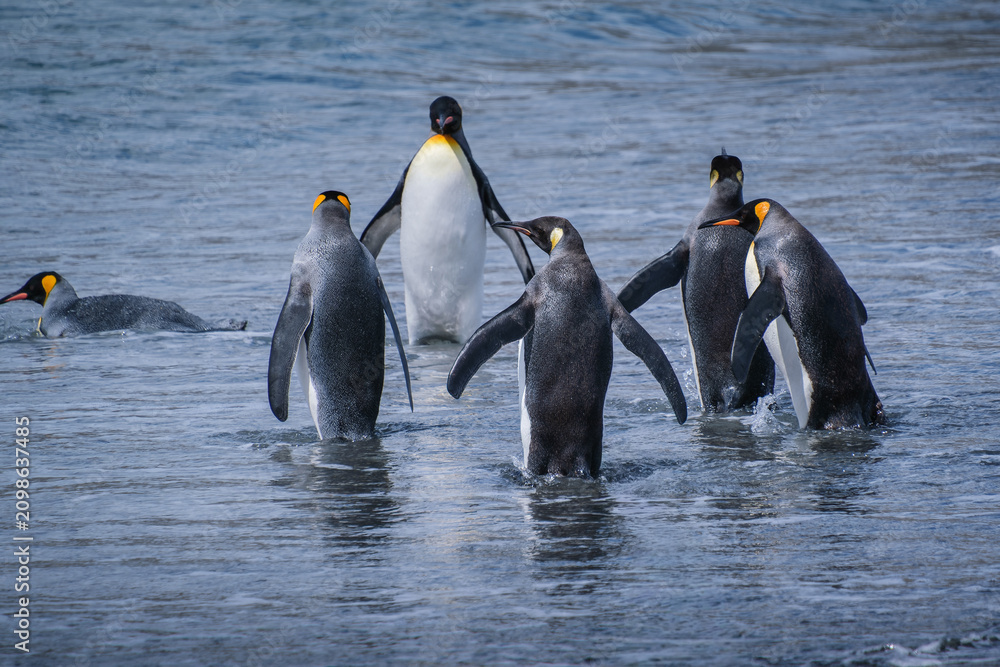 Fototapeta premium Scenery of the King Penguin Habitat in St Andrew's Bay, South Georgia Islands