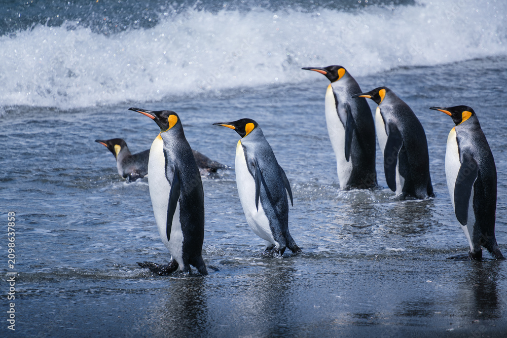 Obraz premium Scenery of the King Penguin Habitat in St Andrew's Bay, South Georgia Islands