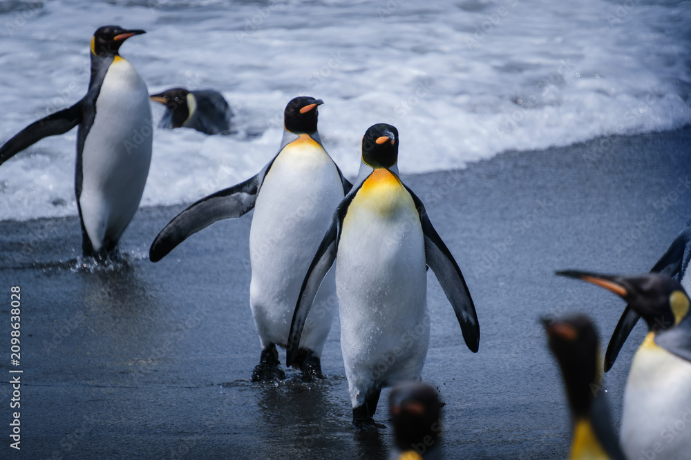 Fototapeta premium Scenery of the King Penguin Habitat in St Andrew's Bay, South Georgia Islands