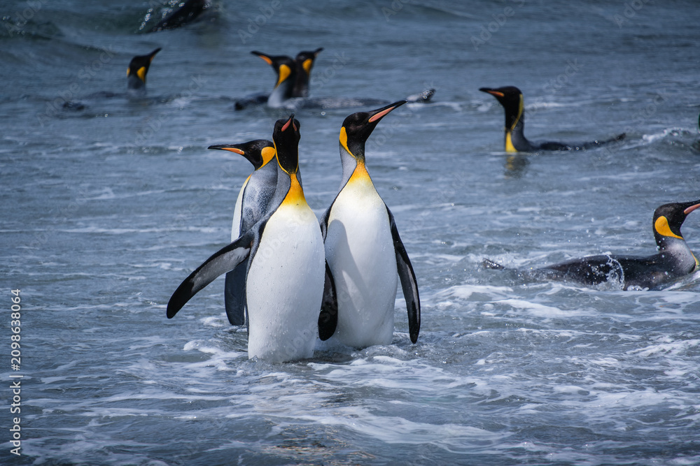 Fototapeta premium Scenery of the King Penguin Habitat in St Andrew's Bay, South Georgia Islands