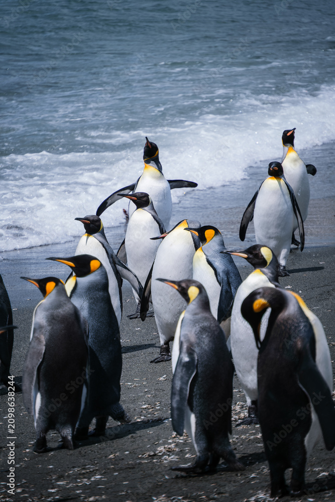Obraz premium Scenery of the King Penguin Habitat in St Andrew's Bay, South Georgia Islands