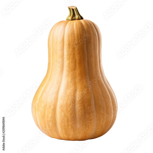 Tall tan butternut pumpkin with elegant elongated bell shape for gourmet autumn soups and Thanksgiving promotions