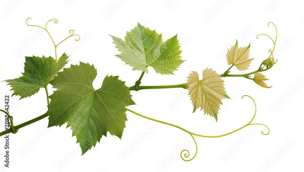 Obraz premium Green grape vine branch with leaves and tendrils, isolated on transparent background