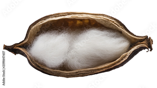Quadro su tela Brown opened cotton boll with fluffy white fibers, isolated on transparent backg