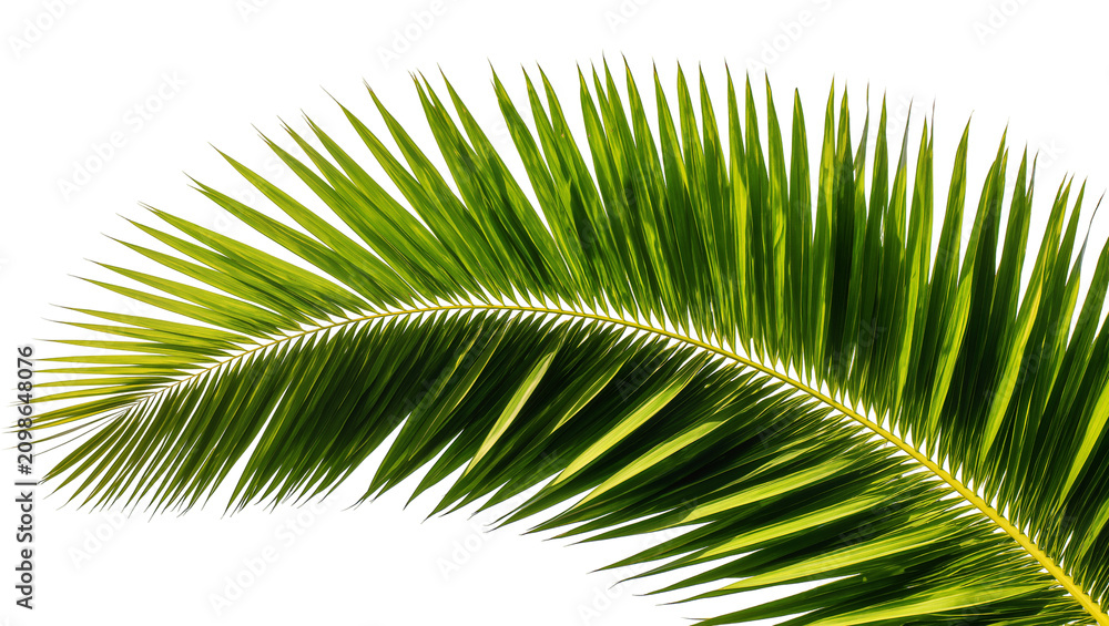 Fototapeta premium Curved green palm frond with sharp pointed leaves, isolated on transparent background