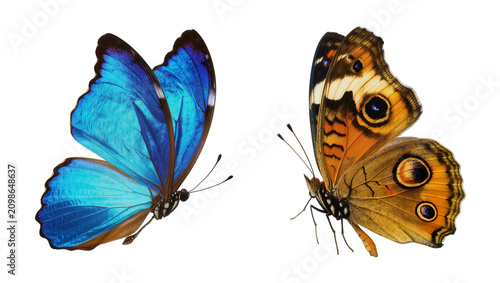 Bild auf Leinwand Vibrant blue morpho butterfly and brown eyed butterfly, isolated on transparent