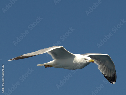 sea gull
