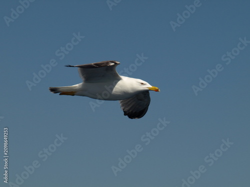 sea gull
