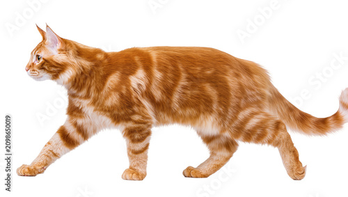 Tableau sur toile Ginger tabby cat with orange stripes walking, isolated on transparent background