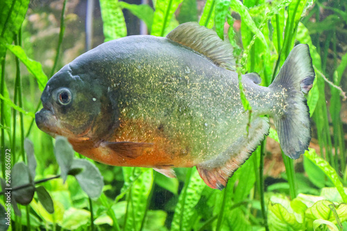 Closeup of a piranha swimming among lush aquatic plants in a freshwater aquarium