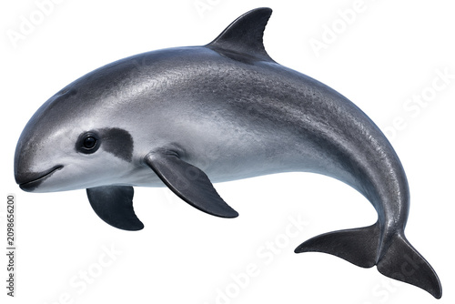 Vaquita creating elegant composition for design use, photorealistic marine mammal, isolated on transparent background, PNG
