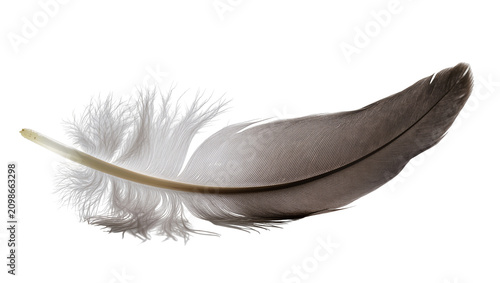 Photos Delicate grey and white bird feather with soft downy barbs, isolated on transpar