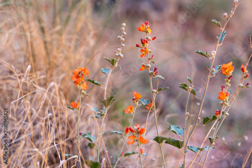 Canvastavla Orange Globemallow Wildflowers in Capitol Reef National Park
