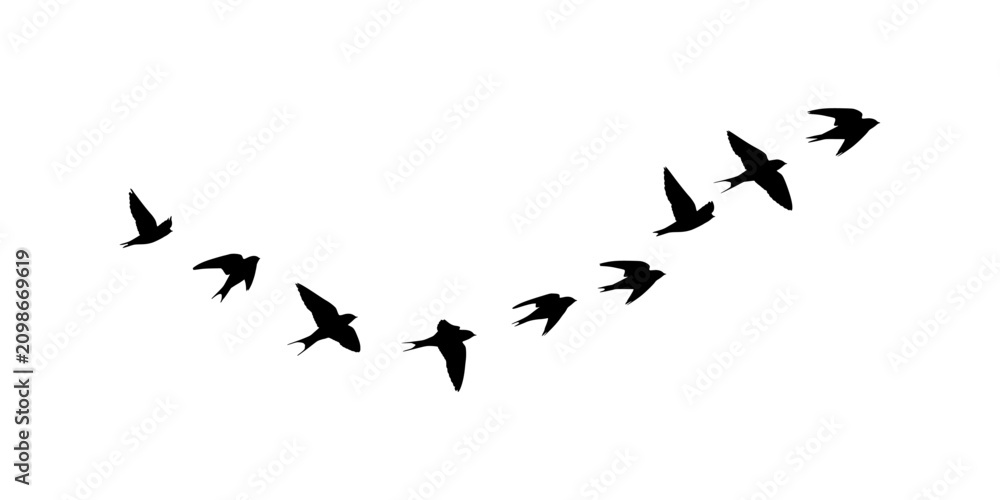 Obraz premium Flock of Nature Birds vector, Decorative Flying Birds Collection, Flock of Birds Flying in V Formation Silhouette Illustration