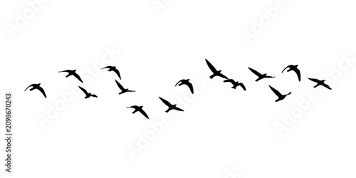 Minimal Flying Birds Isolated on Transparent Style Background, Flock of Birds Flying Silhouette Illustration