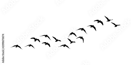 Flock of Birds Silhouette Isolated Flying Birds Silhouette Isolated on White Background