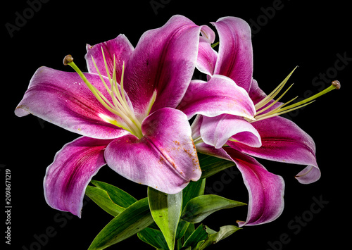 Beautiful vibrant pink lily flowers on solid black background