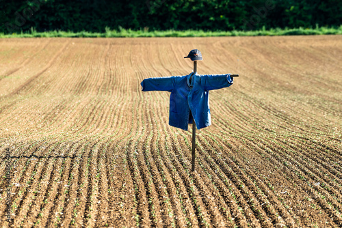 Vogelscheuche auf einem Feld