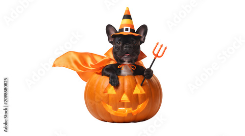 French bulldog in halloween costume pumpkin and witch hat