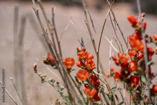 Scarlet Globemallow Wildflowers in Canyonlands National Park