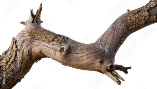 Konstfotografi Gnarly weathered dead tree branch with textured bark, isolated on transparent ba