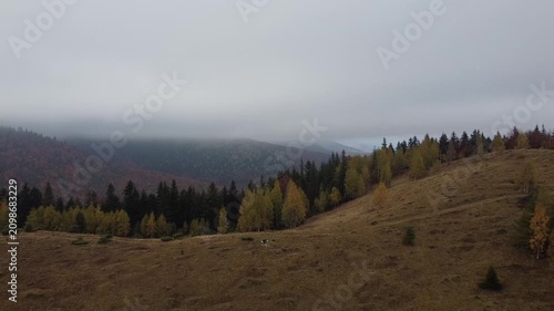 Cinematic drone flight over foggy autumn forest and mountain meadow