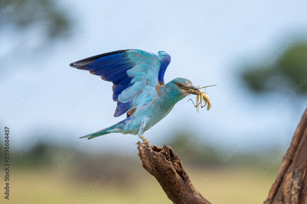 Obraz premium A European Roller landing on a tree with a grasshopper in its bill, Kruger Park. 