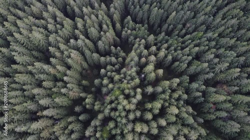 Bird's eye view of autumn conifer forest in warm evening light