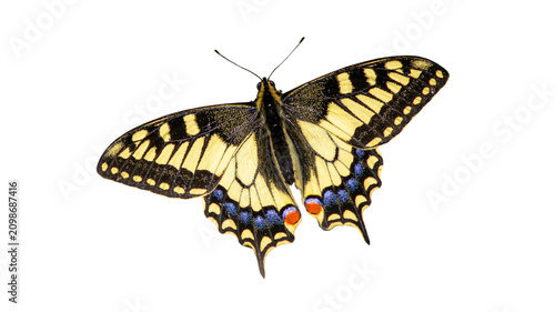 Cuadro en lienzo Old world swallowtail butterfly wings open isolated on white background with but