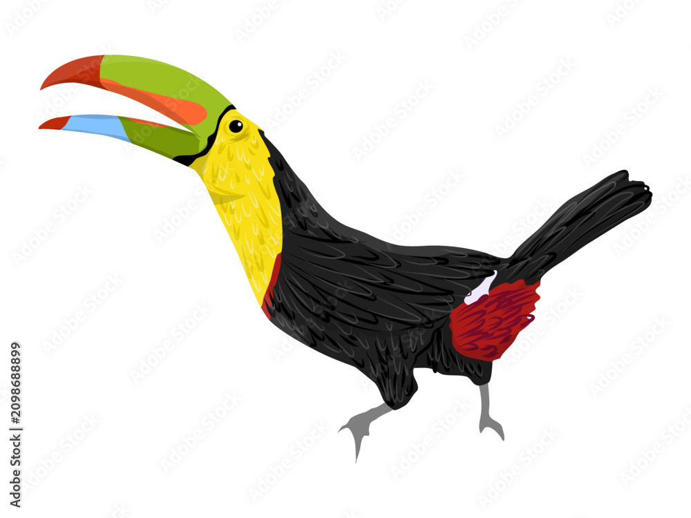 Obraz premium Keel billed toucan Ramphastos sulfuratus tropical parrot wild bird isolated vector illustration
