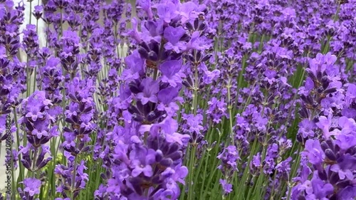 Close-up view of a honeybee pollinating vibrant purple lavender flowers blooming in a lush green field, capturing a serene moment in a sunny summer garden.