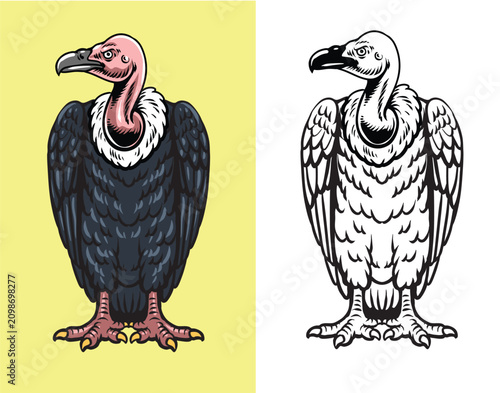 Tableau sur toile Vintage style detailed hand drawn graphic of a standing vulture scavenger bird i