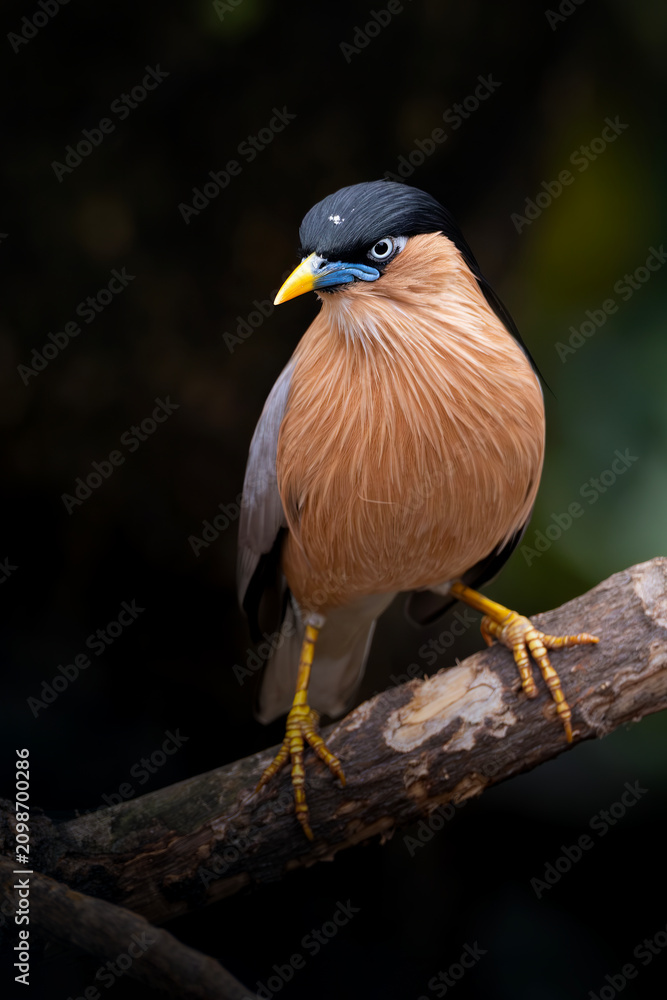 Obraz premium Close-up portrait of a Brahminy Starling (Sturnia pagodarum) perched gracefully on a tree branch