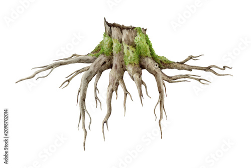 Old tree stump with exposed mossy roots isolated on transparent background. Rustic forest watercolor botanical illustration for branding, packaging, stationery and woodland design.