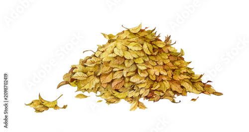 Autumn leaves pile isolated on transparent background. Rustic fall hand painted watercolor illustration botanical for seasonal branding, packaging, stationery, harvest and nature design.