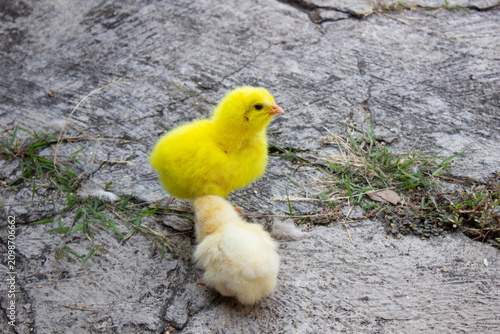 two chicks of different shades of yellow
