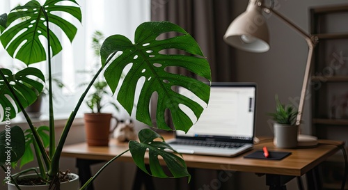 Monstera plant in home office with laptop and desk lamp daylight setting