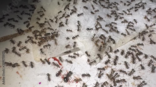 Extreme macro shot of a massive black ant swarm crawling on torn tissue paper and a filthy stained floor