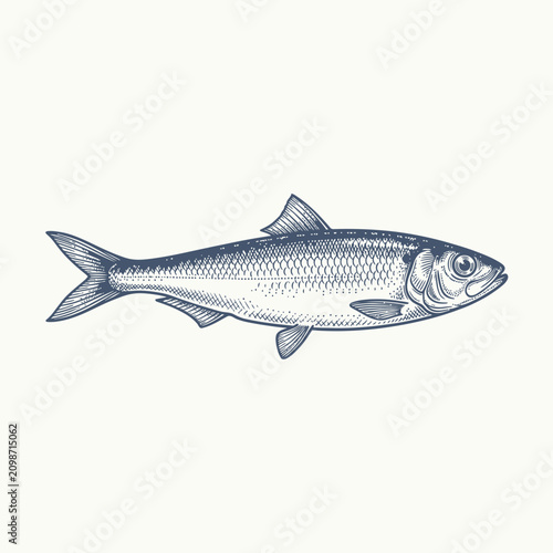 Foto Detailed engraving illustration of a single fish isolated on a white background
