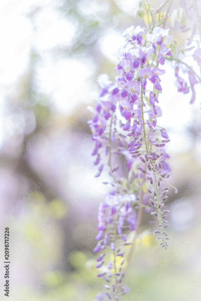 Obraz premium 藤の花のアップ