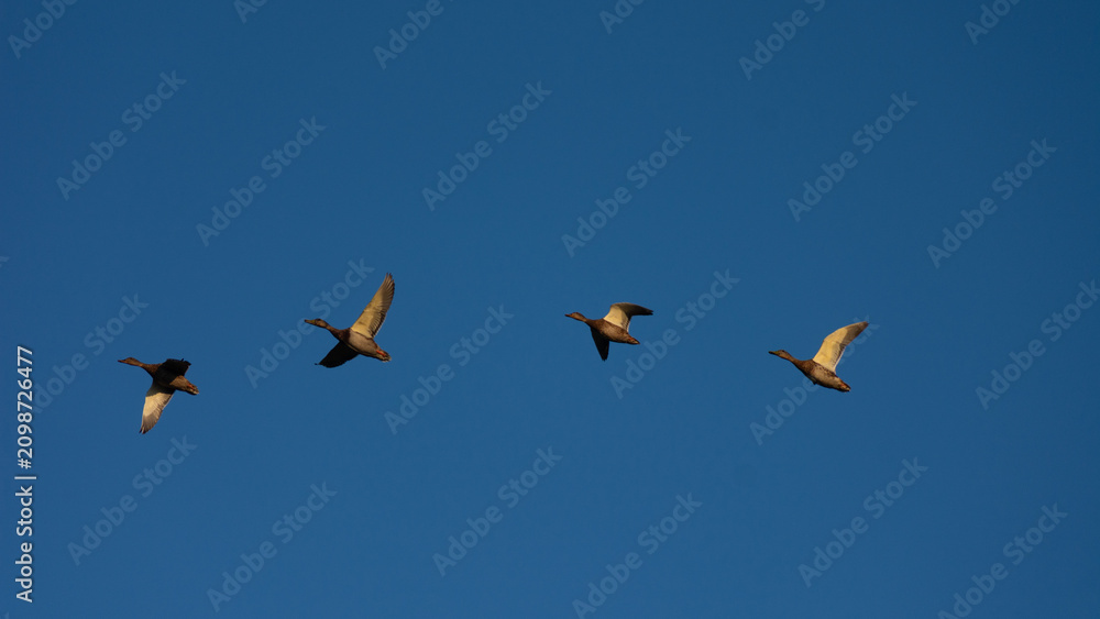 Fototapeta premium Four ducks are flying high in the clear blue sky, capturing a peaceful and beautiful moment of nature in motion