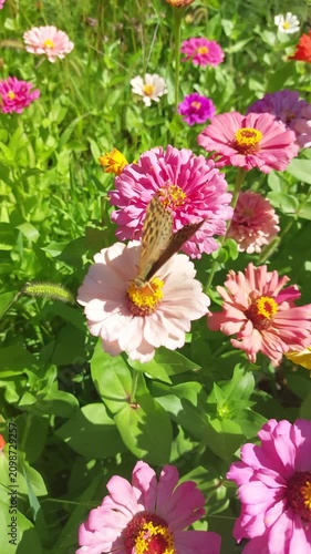 Close-up video of a butterfly feeding on pink zinnia flowers in a sunny summer garden, vibrant pollinator and wildflower scene