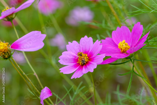 Close up of a honey bee gathering pollen on pink cosmos flower blooming in autumn field with copy space