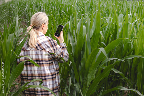 Fotografía Rear view of middle aged woman using a smartphone while standing between tall corn plants in a cultivated field