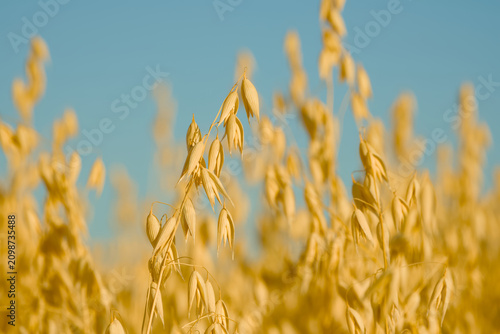Golden oat panicles ripening in a cultivated field beneath a clear blue sky during the summer growing season.